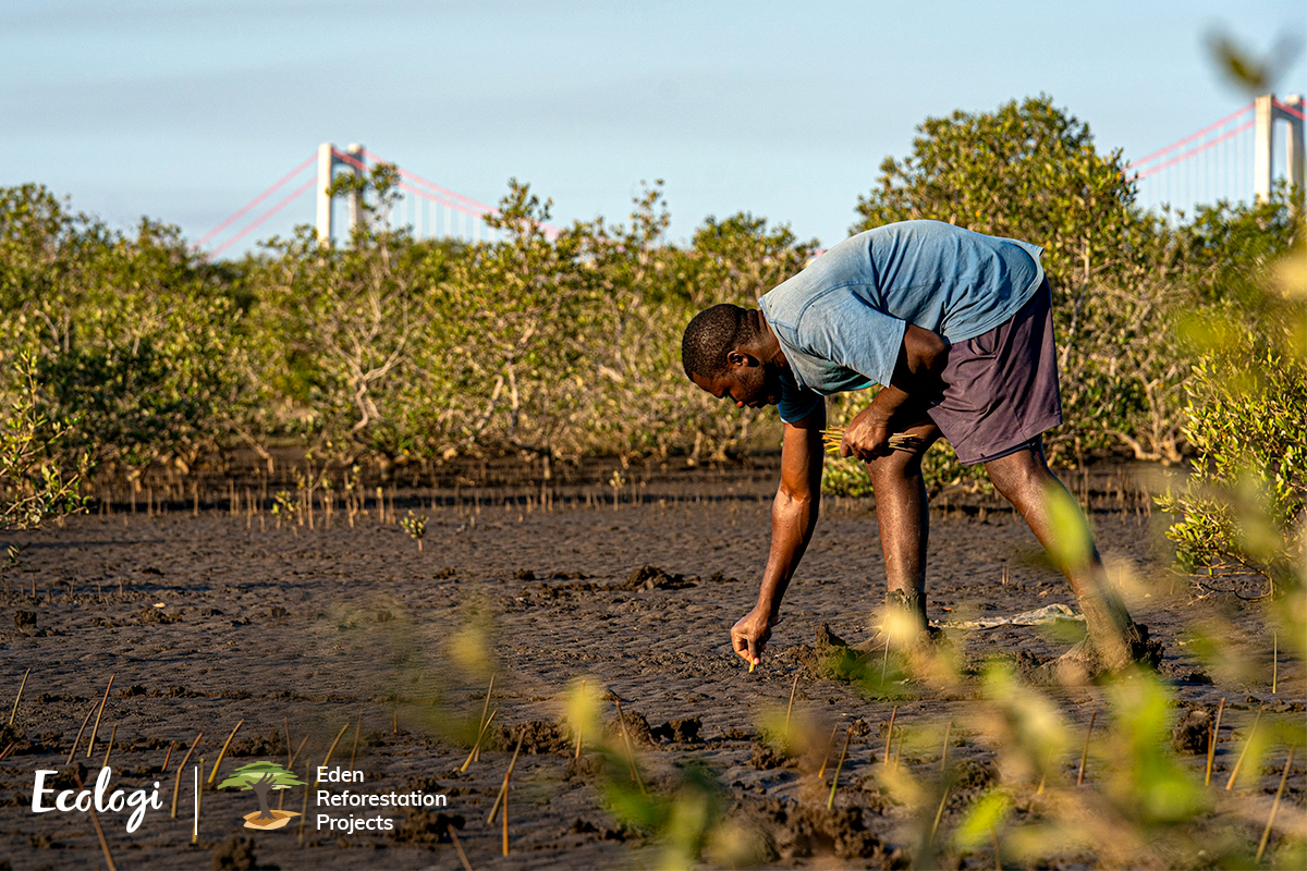 Madagascar Ecologi - man planting trees